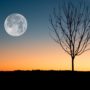 full moon on the horizon with tree shaddows, loved by Vitoria beckom