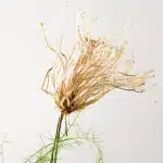 Perimenopause and How to Manage